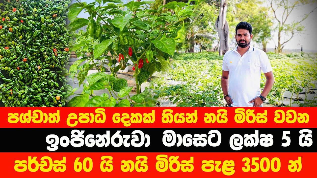 පශ්චාත් උපාධිය දෙකක් තියාගෙන නයිමිරිස් වවන ඉංජිනේරුවා | #agriculture #traveltrinco #srilanka