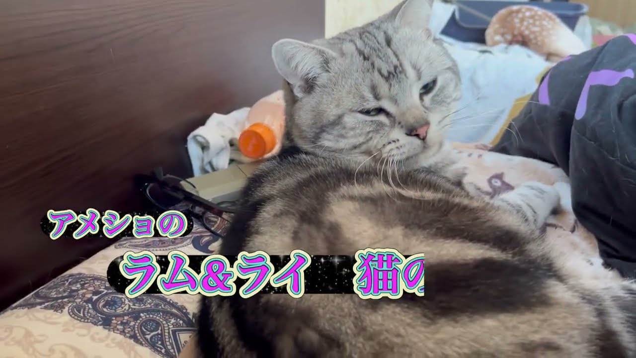 目が覚めたら目の前にお尻！節分の豆まき