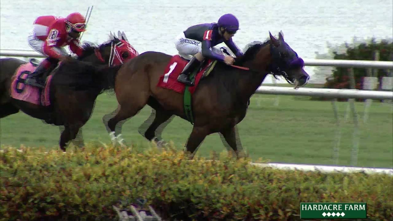 Gulfstream Park Replay Show | June 5, 2016