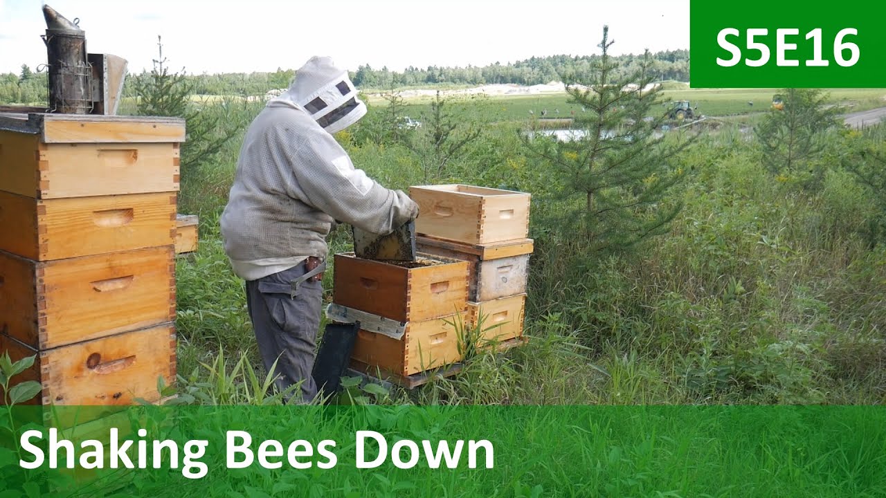 Reducing The Brood Nests In Preparation For Winter