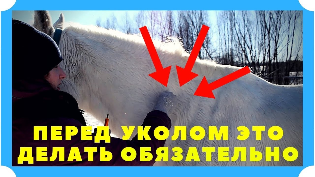 КАК ПРАВИЛЬНО СДЕЛАТЬ УКОЛ ЛОШАДИ. ИНЪЕКЦИИ