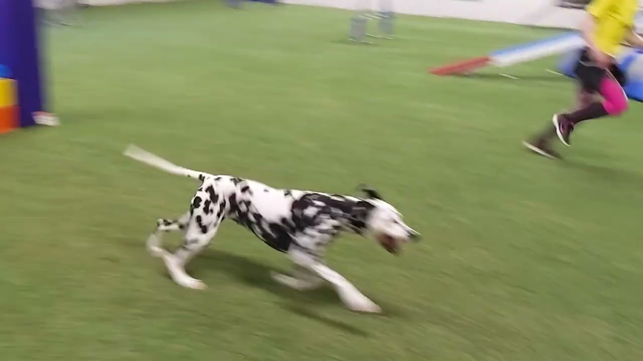Dalmatian dog Kerttu - Summer 2022 agility training