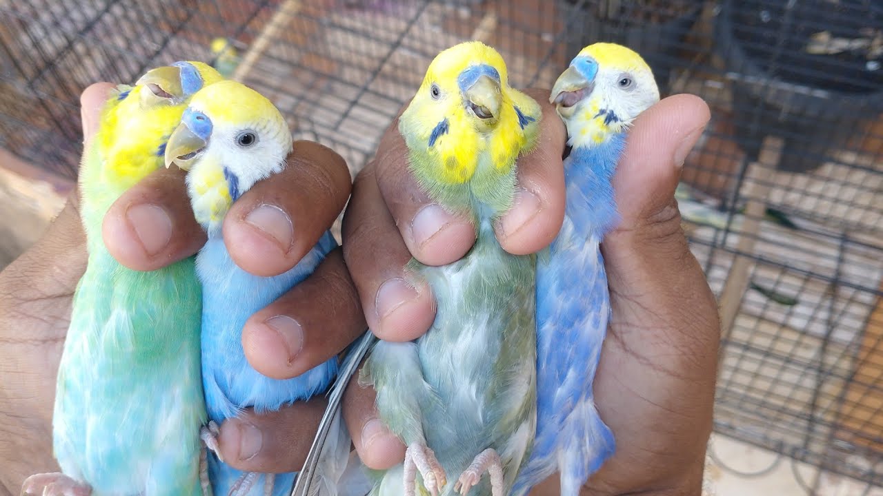 5 CORES DE PERIQUITO AUSTRALIANO ARCO-ÍRIS, ARCO ÍRIS MALVA, CELESTE, VIOLETA E COBALTO