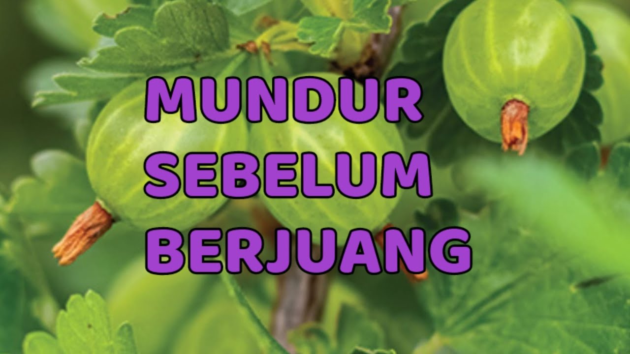 🎆 MUNDUR SEBELUM BERJUANG 🎆