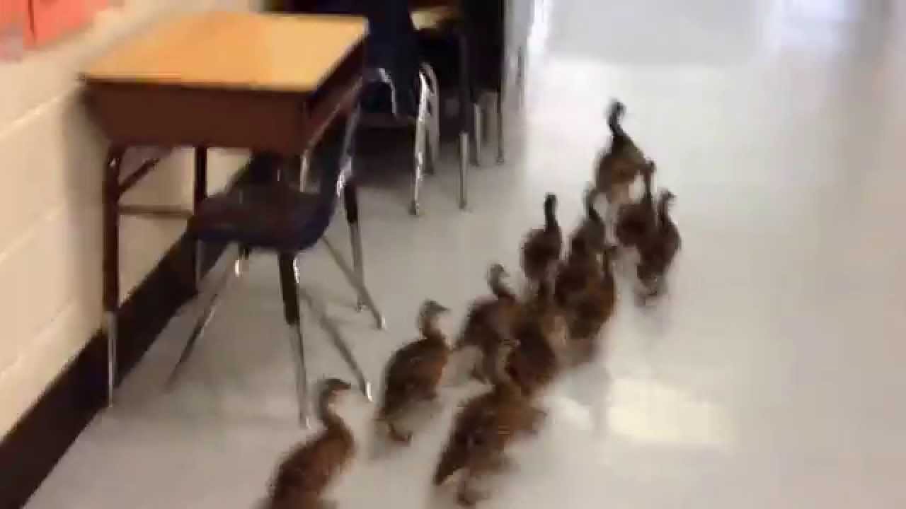 Ducks in School!