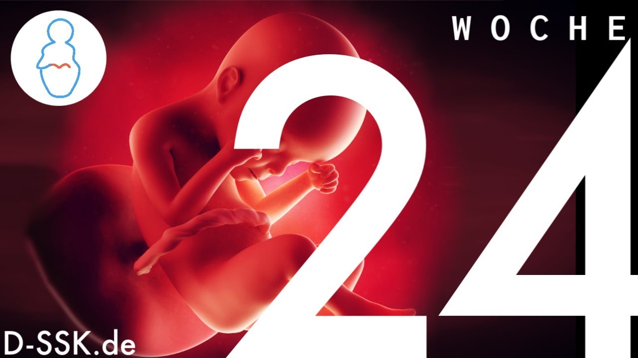 24. SSW / 24. Schwangerschaftswoche ✪ D-SSK.de