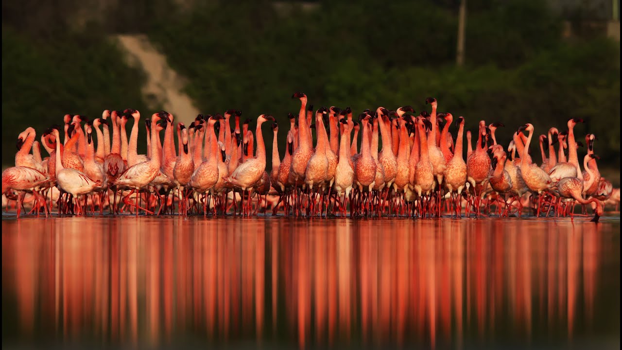 Lesser Flamingo | Courtship Dance | India