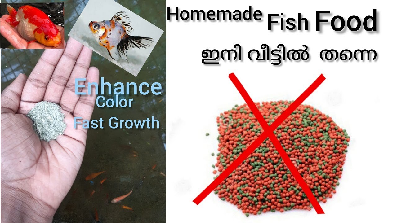 How to make very cheap Healthy Fish Food for Goldfish,Guppy,Platy at home