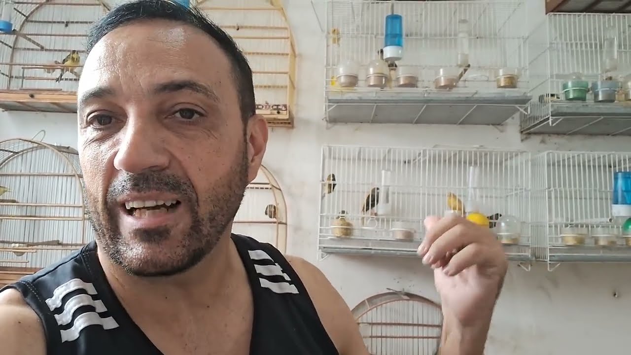 Os canários têm sua personalidade individual