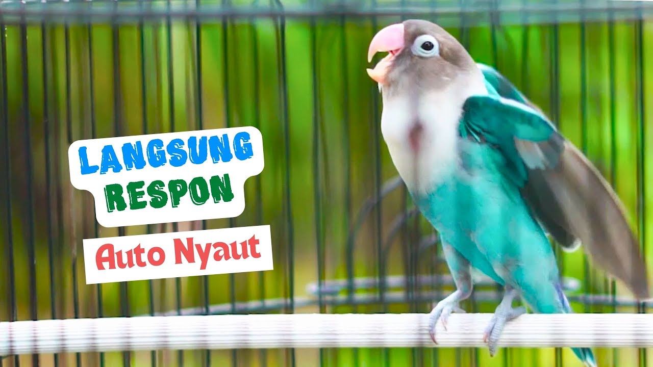 Lovebird Ngekek Panjang Cepat mengatasi Labet Mana Saja Yang Susah Ngekek Sekali Dengar Auto Respon2