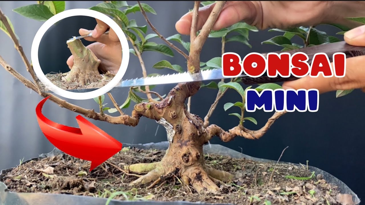 cắt phôi và cách nuôi cây bonsai mini nhanh thành phẩm ( mini bonsai tree )