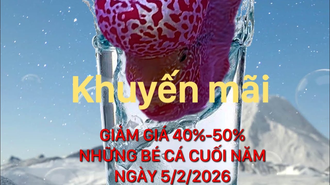 Khuyến mãi giảm giá đến 50% ,ngày 5/2/2026,cá la hán kamfa đẹp cuối năm  ,Zalo 0862214123 Pi Trần