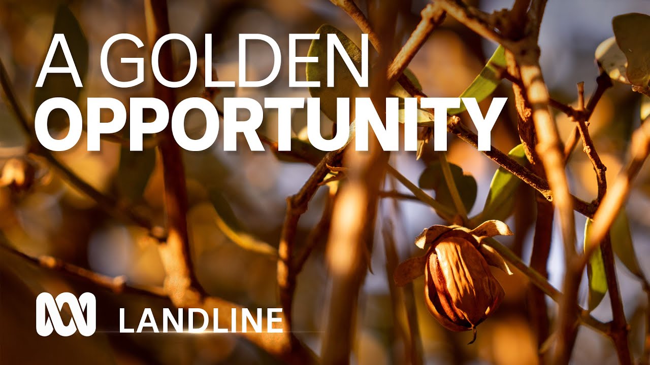 Jojoba farmers turn &lsquo;disastrous&rsquo; crop into golden opportunity in skincare market | ABC Australia