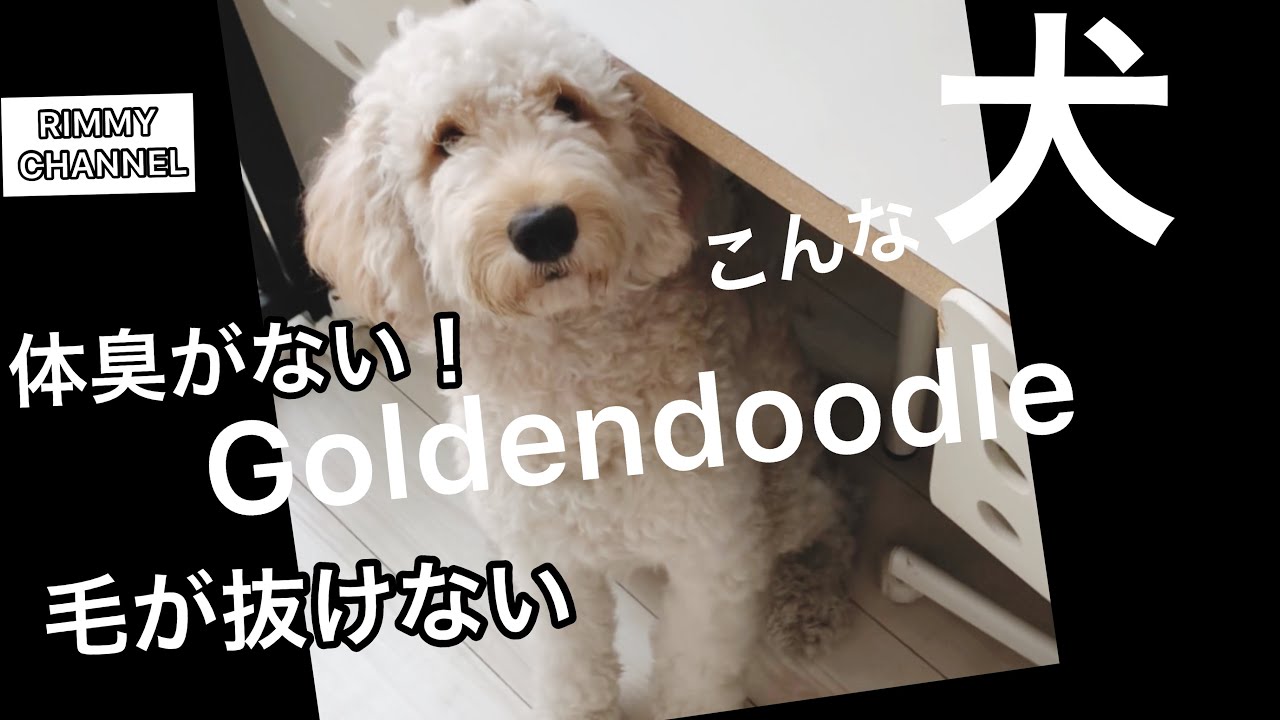 【ゴールデンドゥードル】ってこんな犬です！！飼いやすいﾂ！