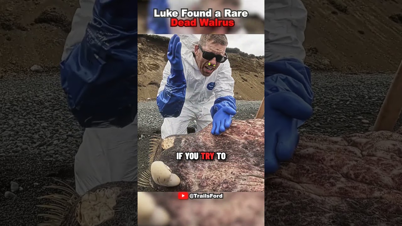 Luke Found a Rare Dead Walrus