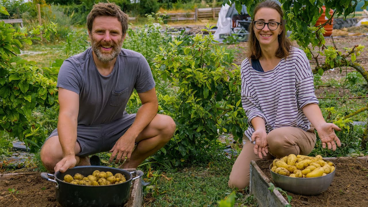 We harvest our potato experiment | Slow countryside life