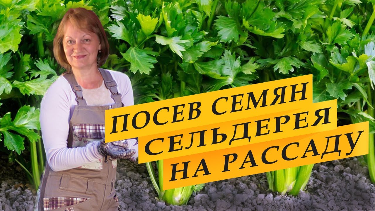 Посев семян сельдерея на рассаду.