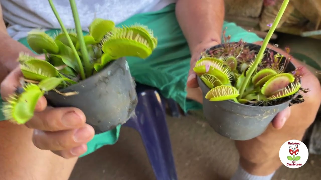 Plantas Carnívoras Dionaeas Gigantes