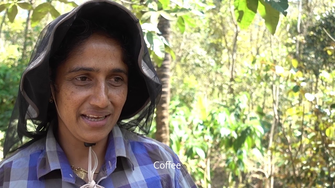 Indigenous Tropical Food Forest in Kerala, India