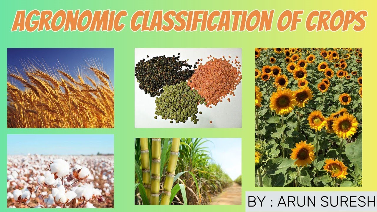 Agronomic Crop Classification Explained: Cereals, Pulses, Oilseeds & More