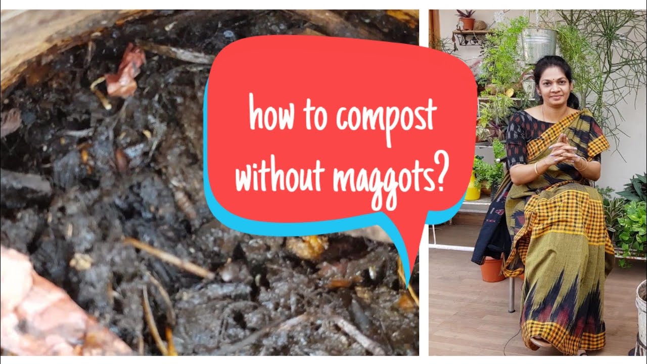 పురుగులు లేని కంపోస్ట్ తయారు చేయడం ఎలా?How to compost without Maggots?#composting #compost
