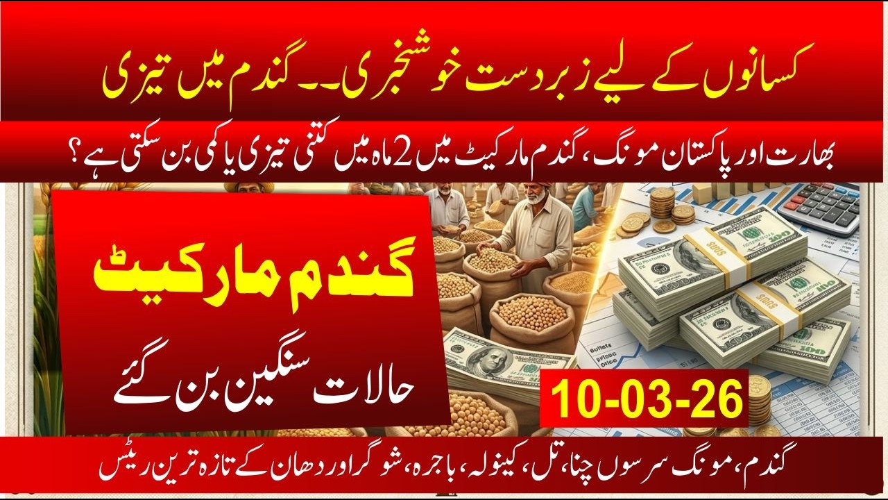 What is wheat rate sind today | Wheat price in pakistan | Indian wheat rate | Guar rate today, chana