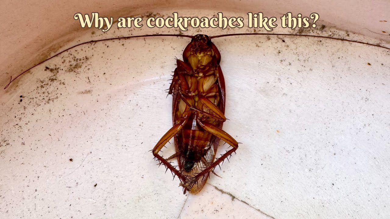 Why are cockroaches like this? #insects #naturelovers #nature #youtubevideo #youtube #reelsvideo 