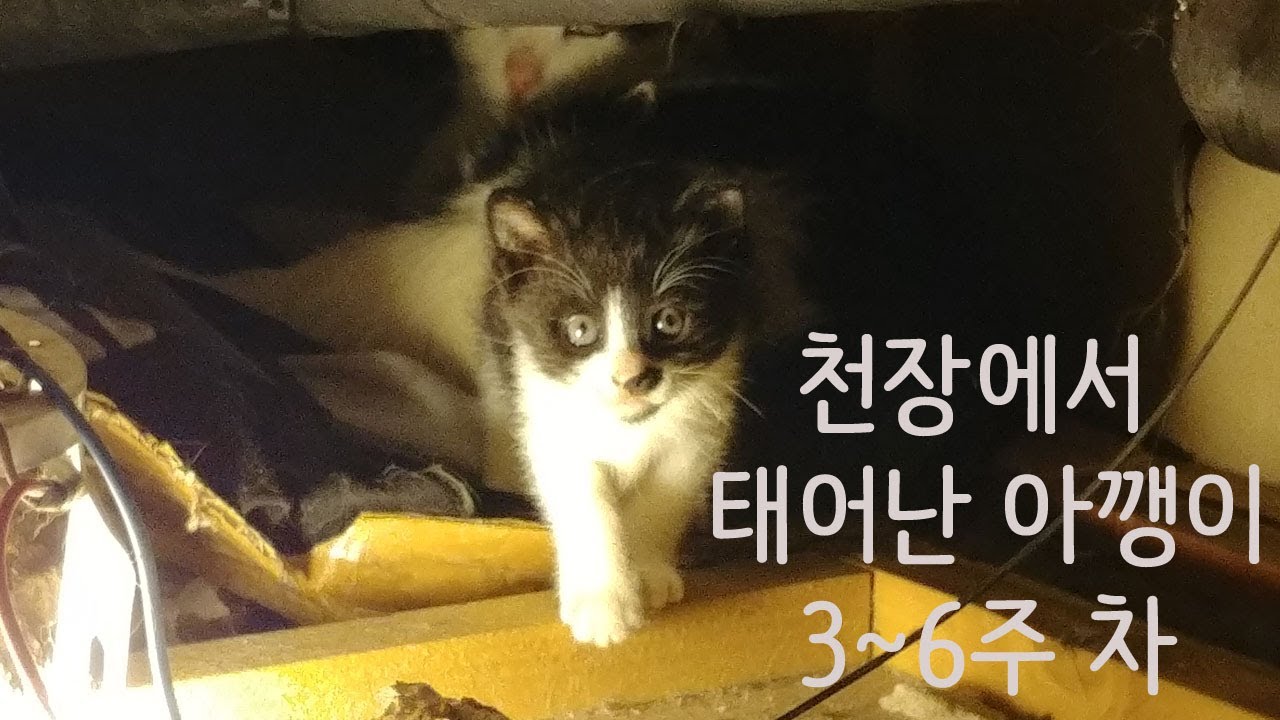 천장에서 태어난 새끼고양이 - 3주~6주차
