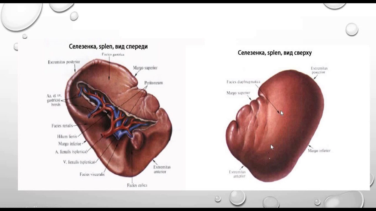 ПЕРИФЕРИЧЕСКИЕ ОРГАНЫ ИММУННОЙ СИСТЕМЫ, СЕЛЕЗЕНКА, ЛИМФАТИЧЕСКИЙ УЗЕЛ