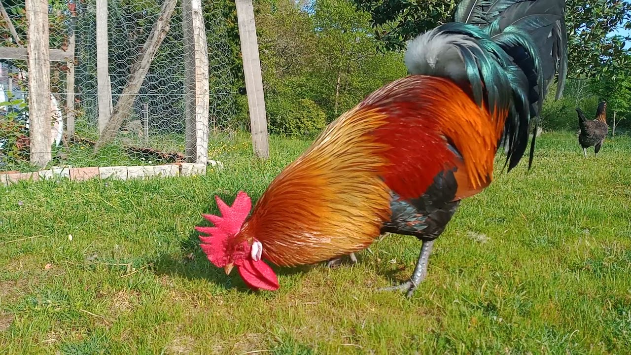 La Nature Gauloise # Valérian, coq gaulois de 2 ans - excellent reproducteur noté 95 (partie 1)