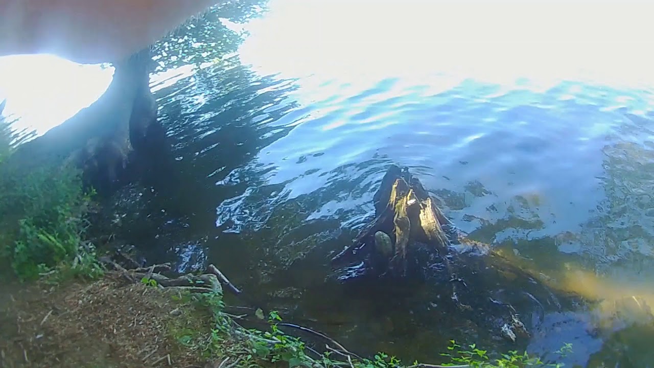 Kensico Lake Reservoir- GIANT PICKEREL on a BassMan Spinnerbait