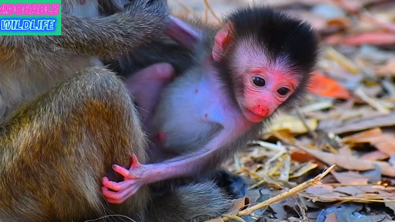 Very Adorable Moments Of Baby Monkey With Mommy's Care