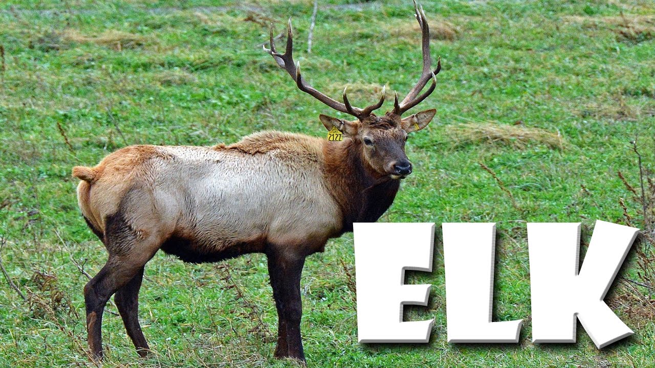 Animal Fact Friday at Wildlife Prairie Park- Elk