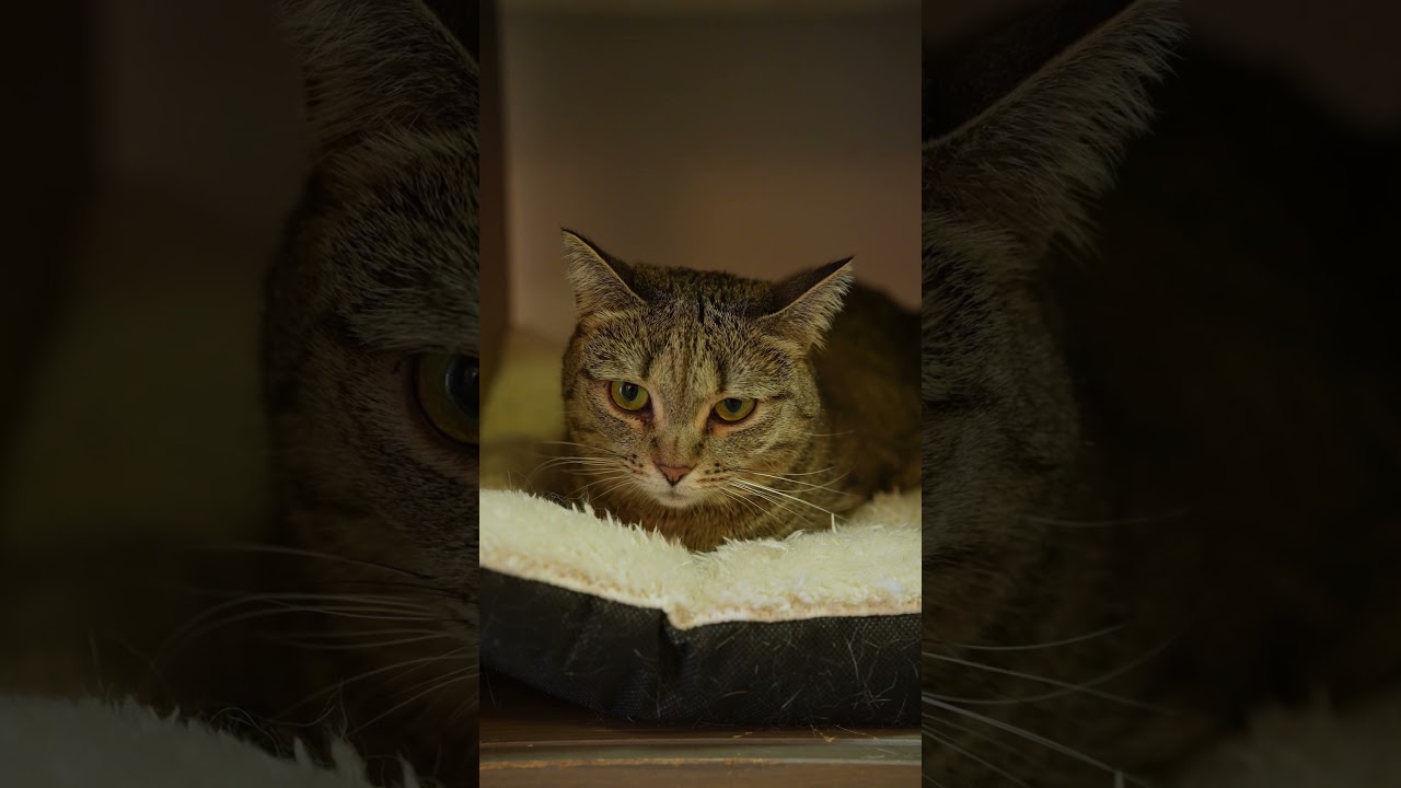 Cat Sad Music  | European Aesthetic Short  #catshorts  #shortsfeed #ShortsEU