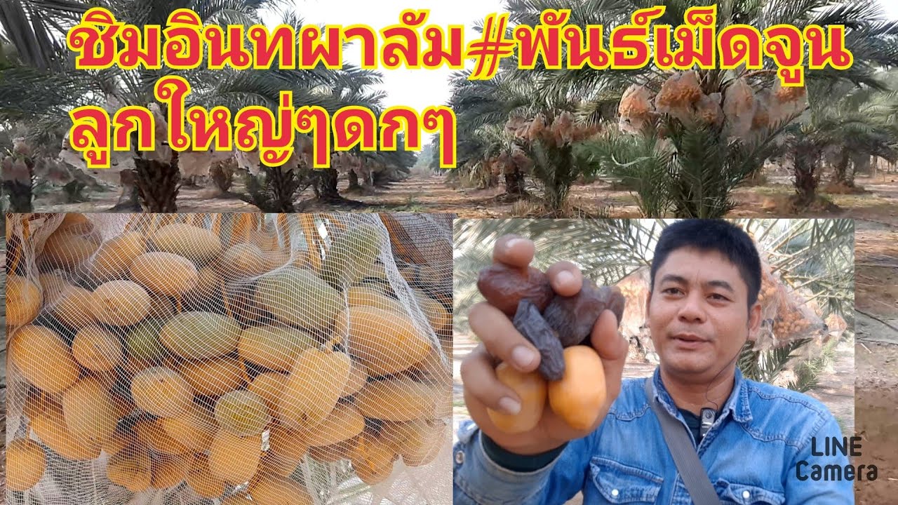 สวนอินทผาลัมพันธ์เม็ดจูน