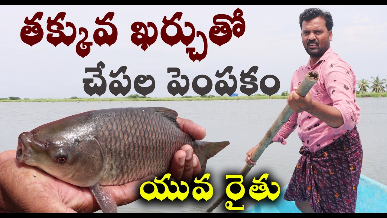 అతి తక్కువ ఖర్చుతో చేపల పెంపకం || Success Story of Fish Farming || Young Farmer || Sreekaram Farming