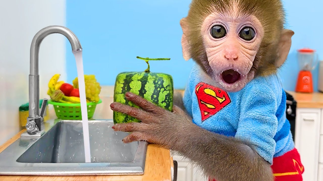 O Macaco Bon Bon correu para a floresta para cuidar do patinho fofo e descobriu um ovo misterioso