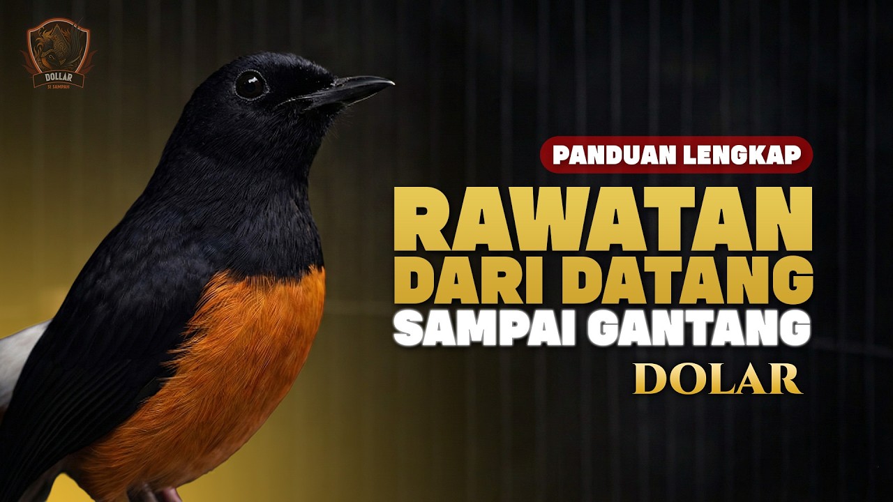 Bedah Rawatan Dolar (Fundamental + Observasi Lapangan)