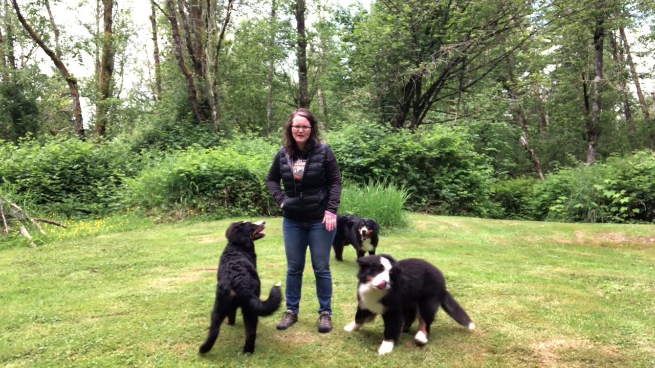 How to train your puppy to come. Teach a reliable off leash recall with your Bernese Mountain Dog.