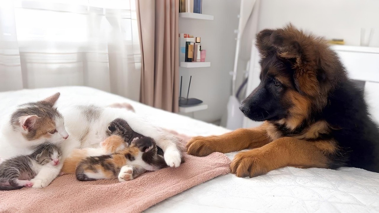 Dogs who love their kitten since the moment they met ♥️