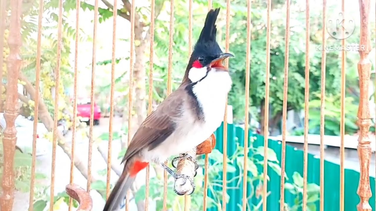 นกกรงหัวจุก จ้าวมีโชค #birds #chaomao #cute #bulbulbird #animals #nature #jambul 