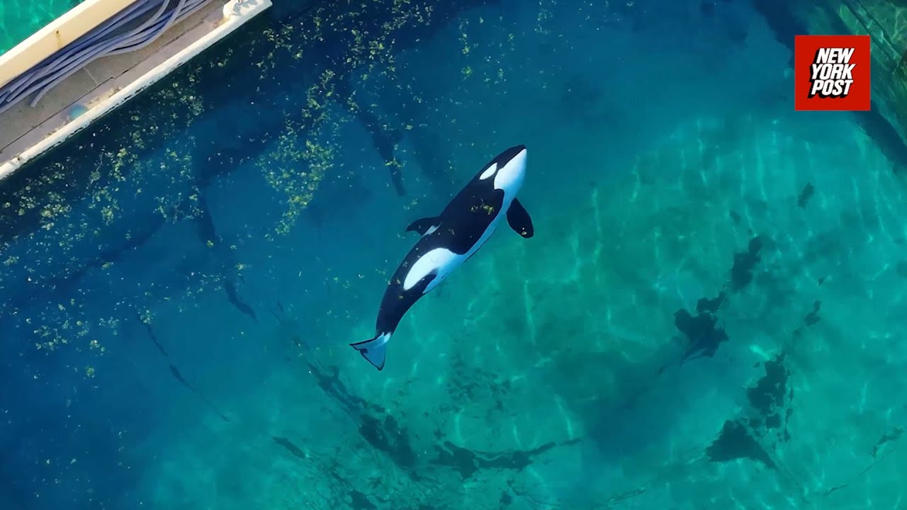 Orcas abandoned in shuttered marine park filmed in algae-infested pool months after closure