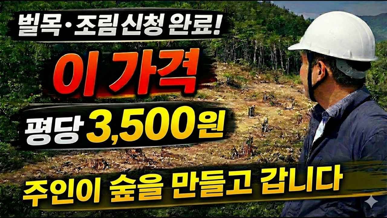 “주인은 숲을 만들고 떠났습니다… 그런데 가격이 말이 안 됩니다” 평당3500원에 현황도로와 경사도 15도에 완벽한 임야 매물! 놓치면 후회합니다!