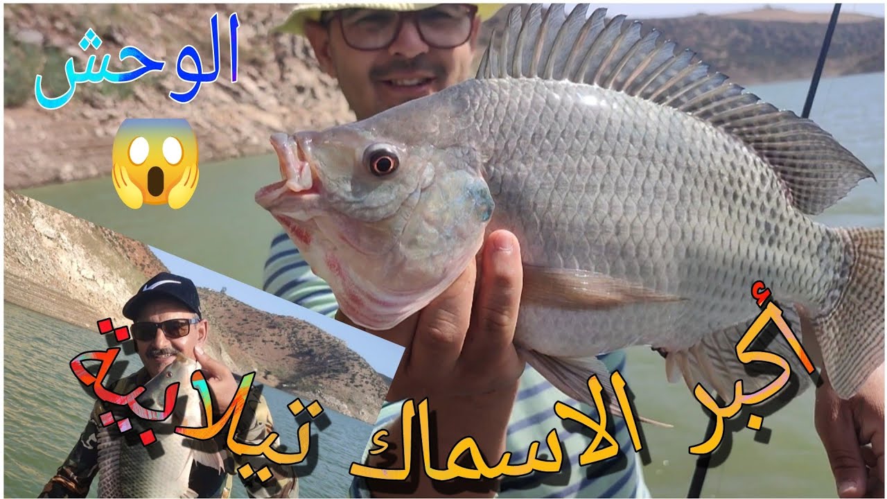 أكبر و  أشرس الأسماك تيلابيا ( سمك البلطي) و أخطر طعم رابالة ( Rapala) سد سيدي محمد بن عبد الله