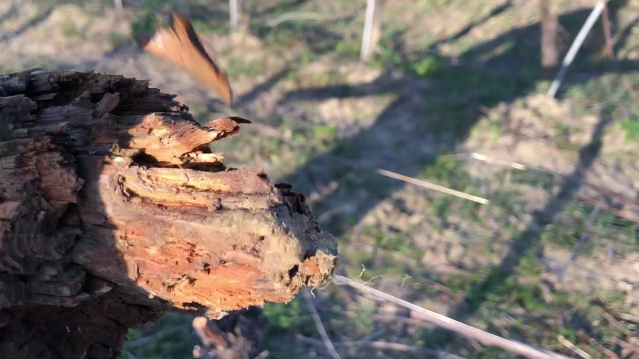 Sostituzione di palo in legno con pali in acciaio corten
