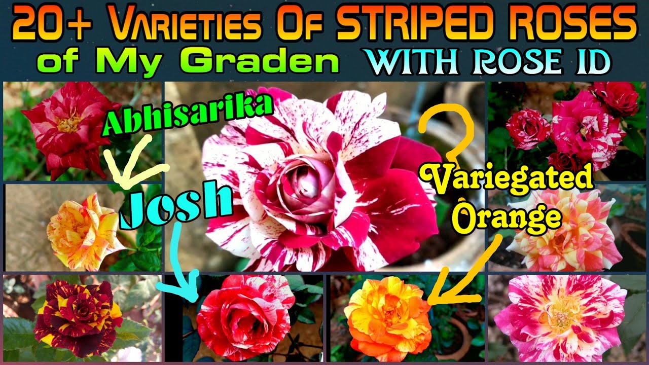 125 - 20+ Varieties Of STRIPED ROSES of My Garden || With Rose Identity || Floral Gardening