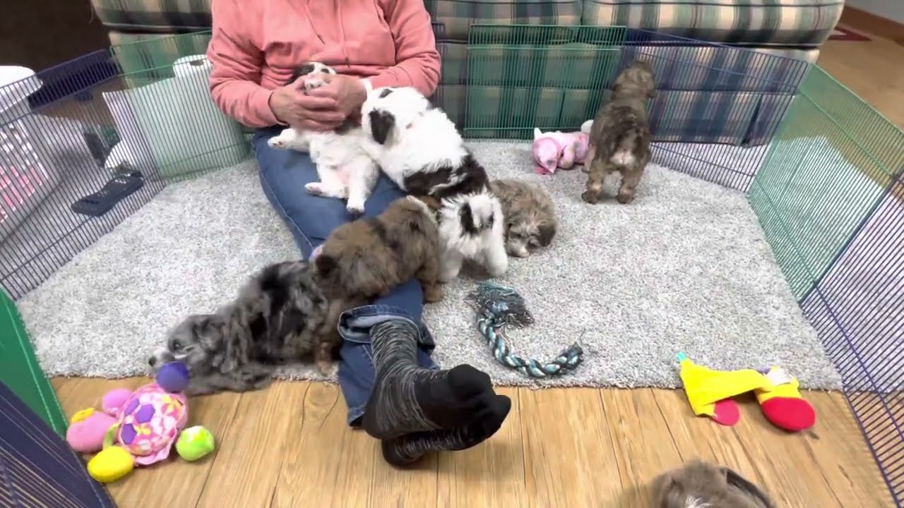 Maggy's Schnoodle puppies May 2, 2023