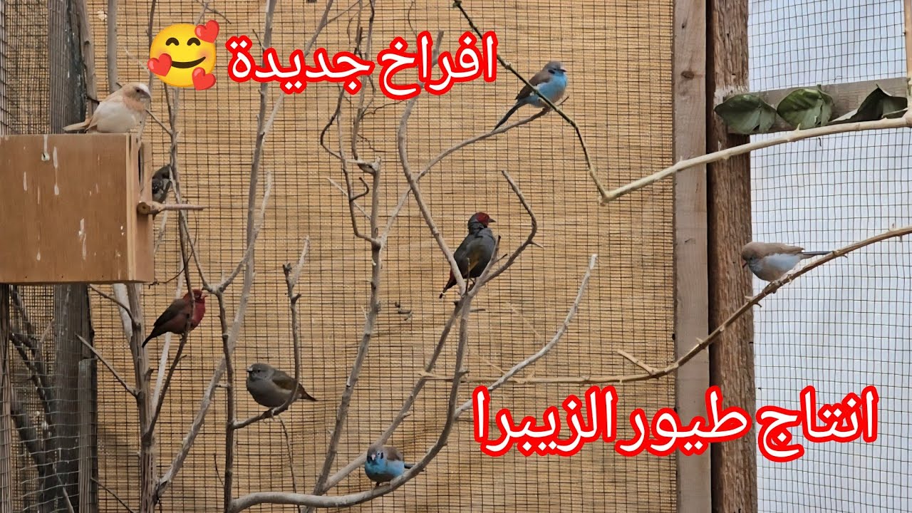 انتاج طيور الزيبرا  ونباتات جديدة 