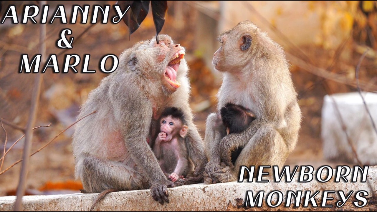 🔴Mama Monkey Arina & Baby Arianny | Newborn Marlo with Mama Marily | Long-Tail Macaques Update