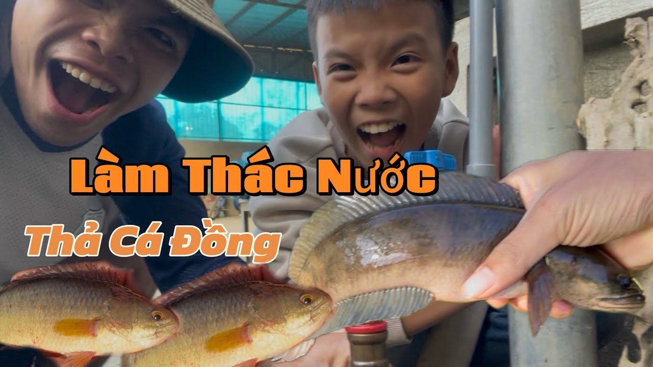 Thả Cá Đồng Vào Hồ Tự Tạo – Hành Trình Cải Tạo Khu Vườn ￼